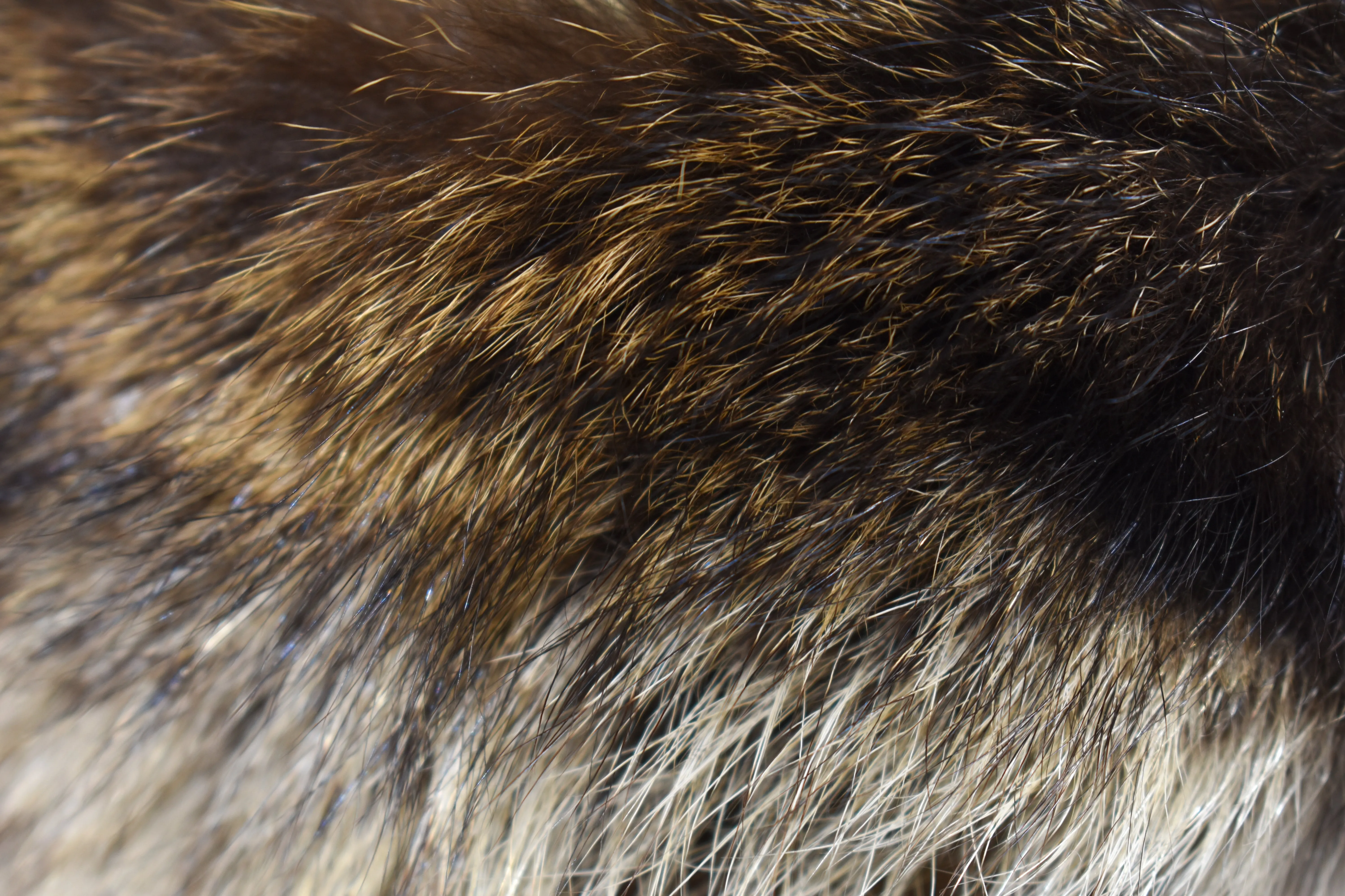 Sekanson Traditional Raccoon Skin Band - D.Brown
